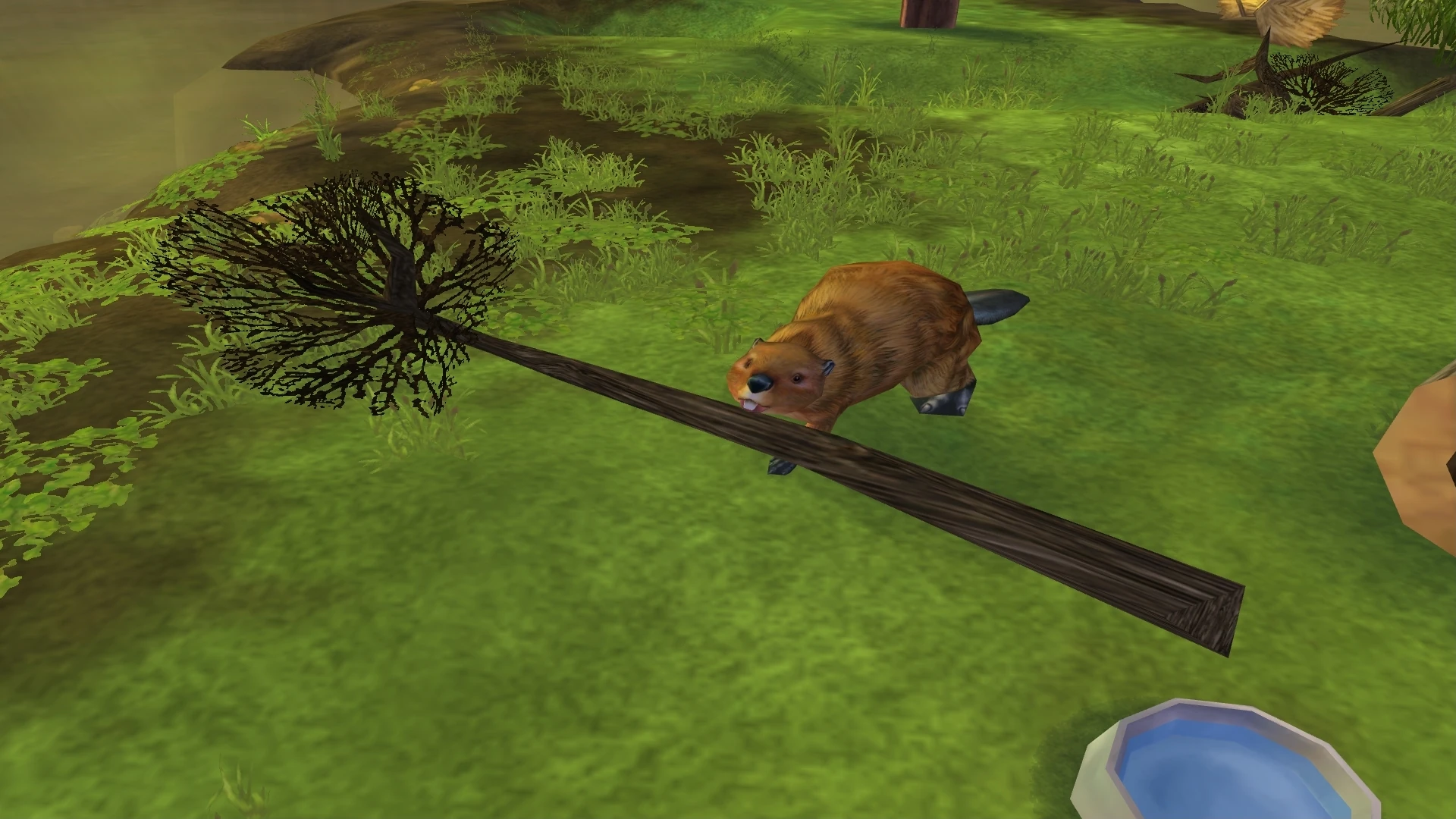 American Beaver Zoo Tycoon 2 Wikia Fandom