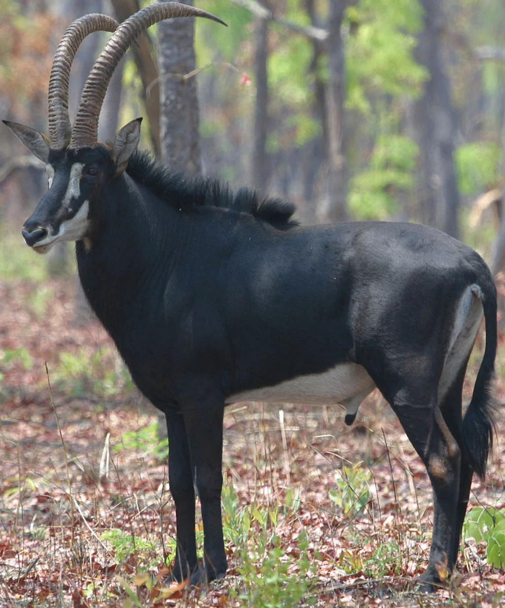Black Sable Antelope | Zoo tycoon movie Wikia | Fandom