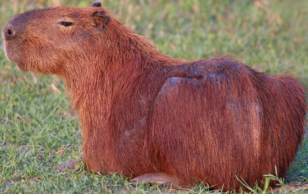 Capybara Zoo Tycoon Movie Wikia Fandom