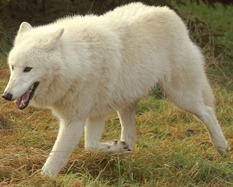 artic wolf dog