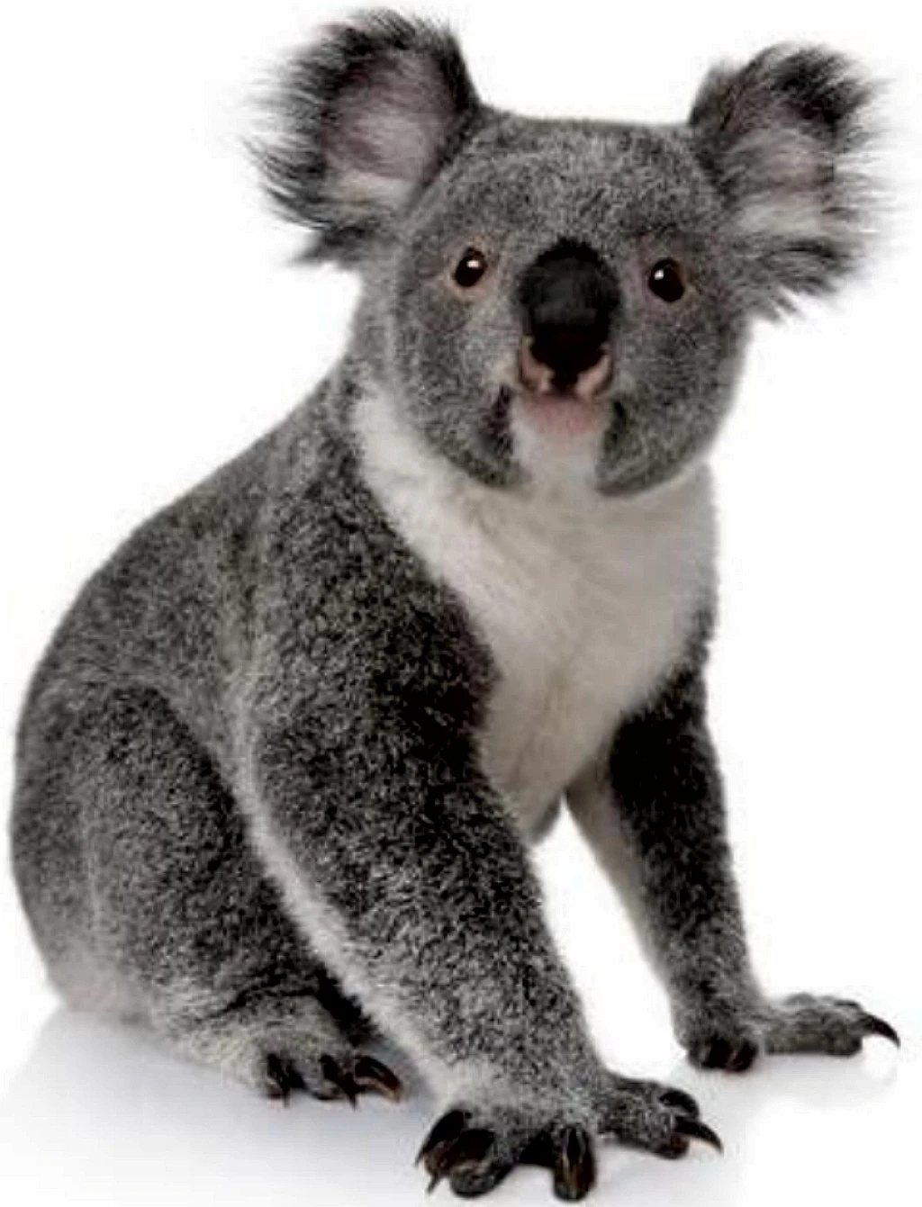 Koala Zoo tycoon movie Wikia Fandom