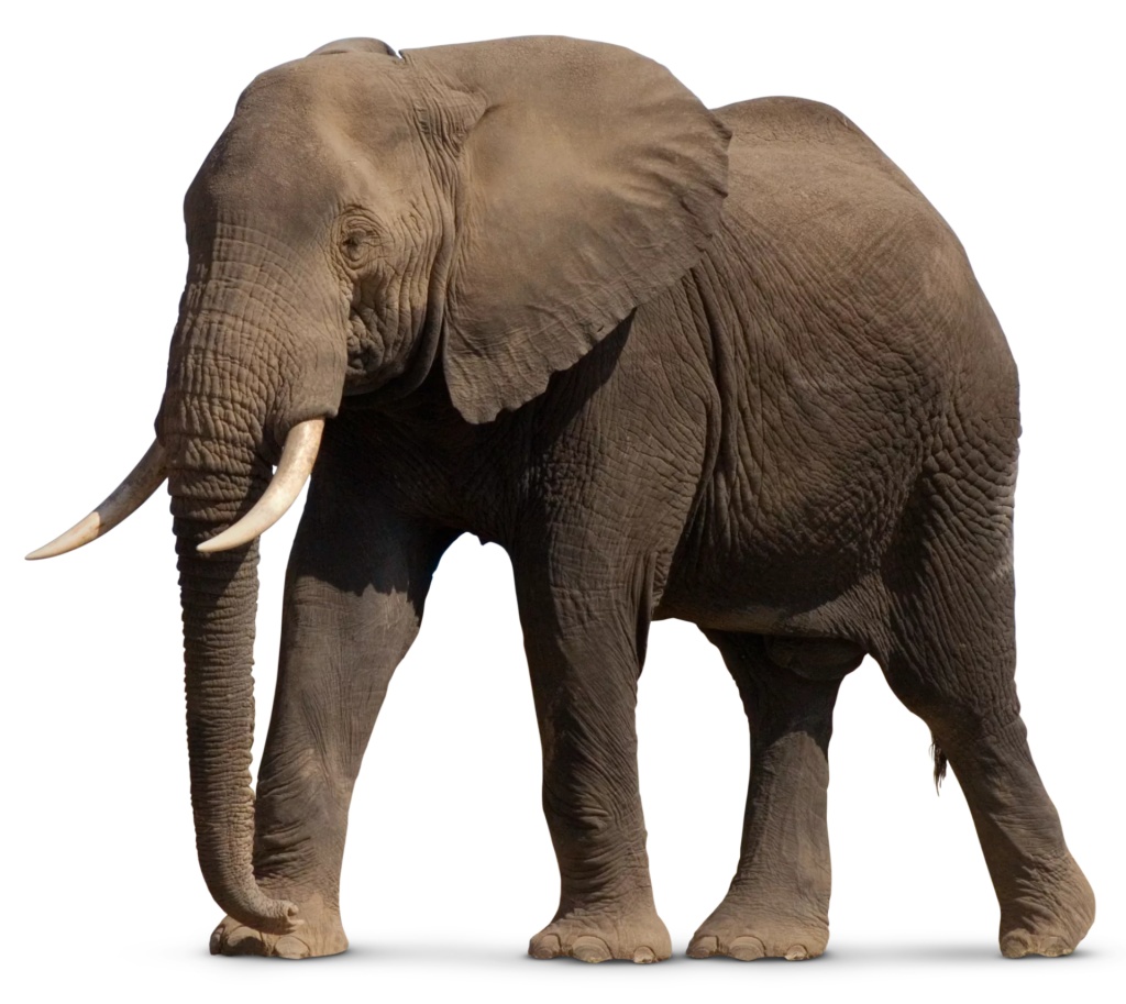 African Bush Elephant | Zoo tycoon movie Wikia | Fandom