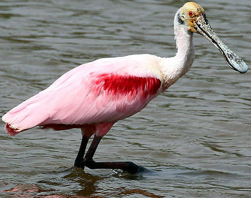 Roseate Spoonbill | Zoo tycoon movie Wikia | Fandom