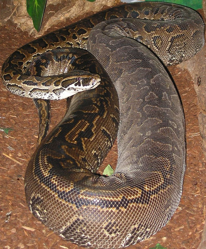 African Rock Python Zoo tycoon movie Wikia Fandom