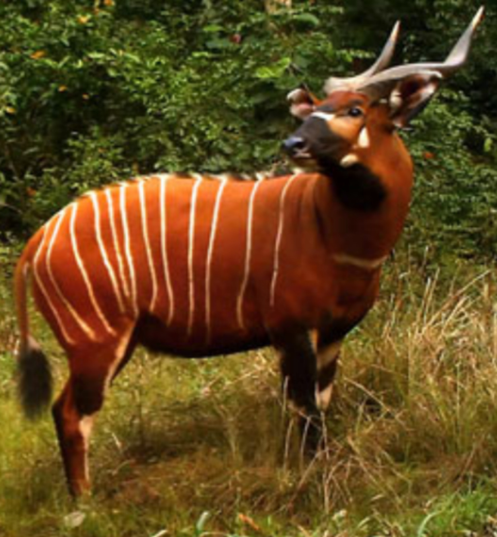 new zoo tycoon new zoo tycoon