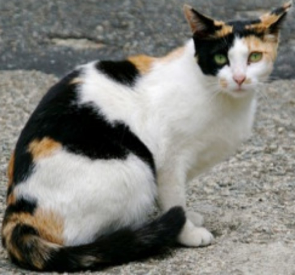 Calico Cat Zoo tycoon movie Wikia Fandom Calico Cat Zoo tycoon movie Wikia Fandom