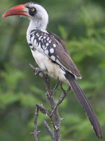 Tanzanian Red Billed Hornbill Zoo Tycoon Movie Wikia Fandom