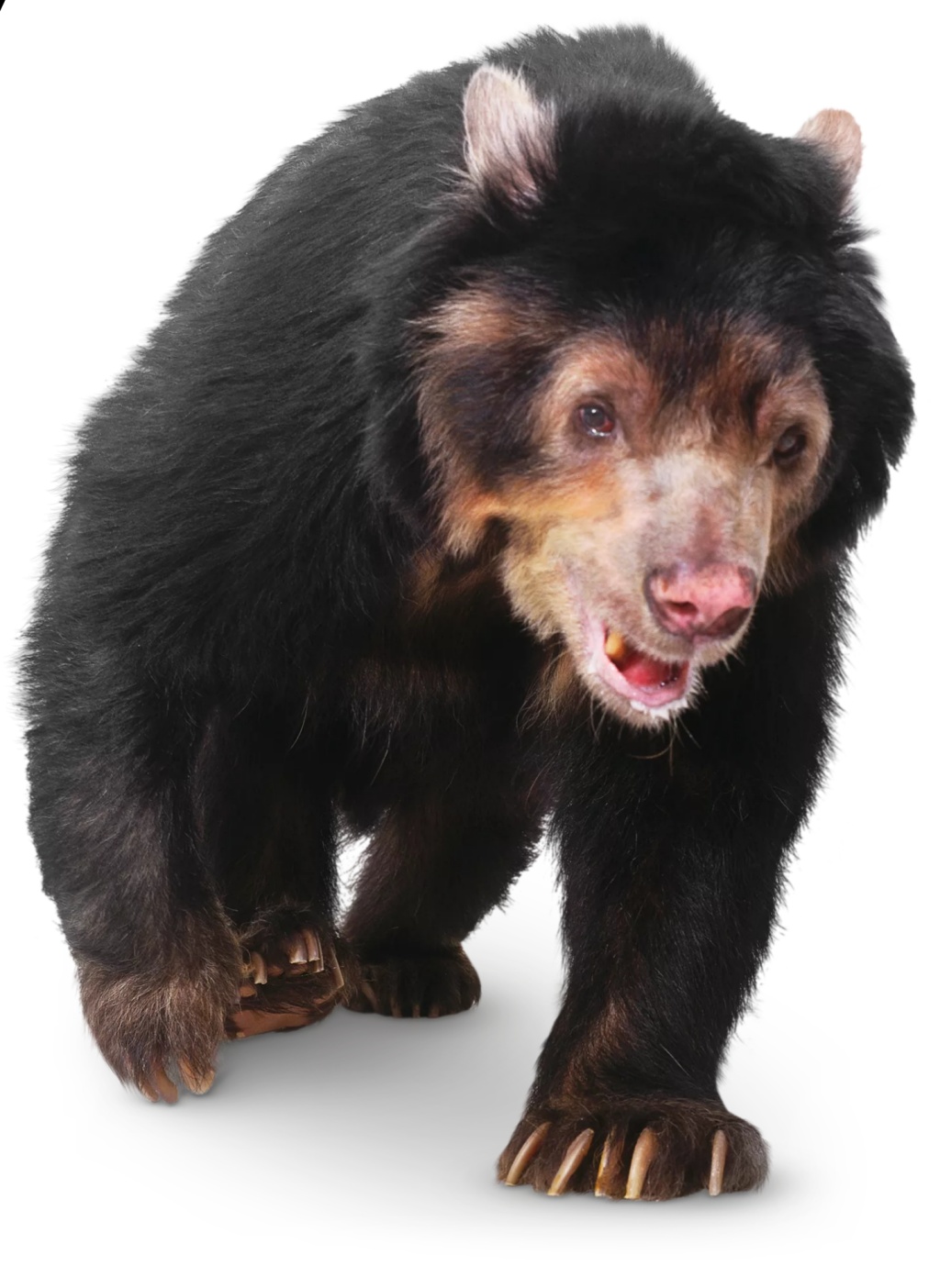 Spectacled Bear | Zoo tycoon movie Wikia | Fandom