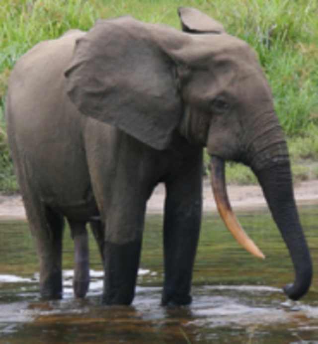 African Forest Elephant | Zoo tycoon movie Wikia | Fandom