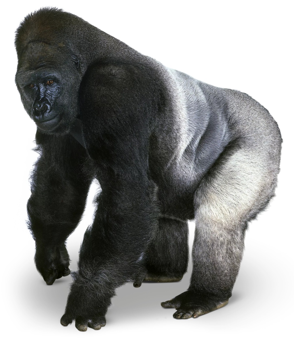 western lowland gorilla silverback