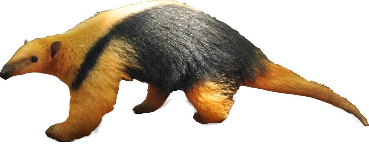 tamandua plush