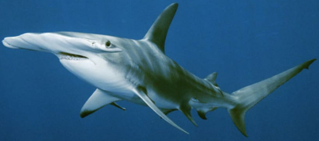 Great Hammerhead Shark | Zoo tycoon movie Wikia | Fandom