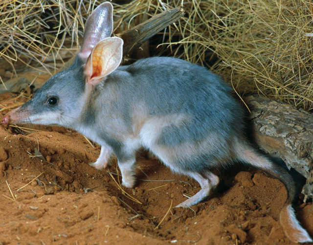 Greater Bilby | Zoo tycoon movie Wikia | Fandom