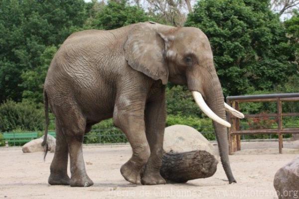 East African Bush Elephant | Zoo tycoon movie Wikia | Fandom