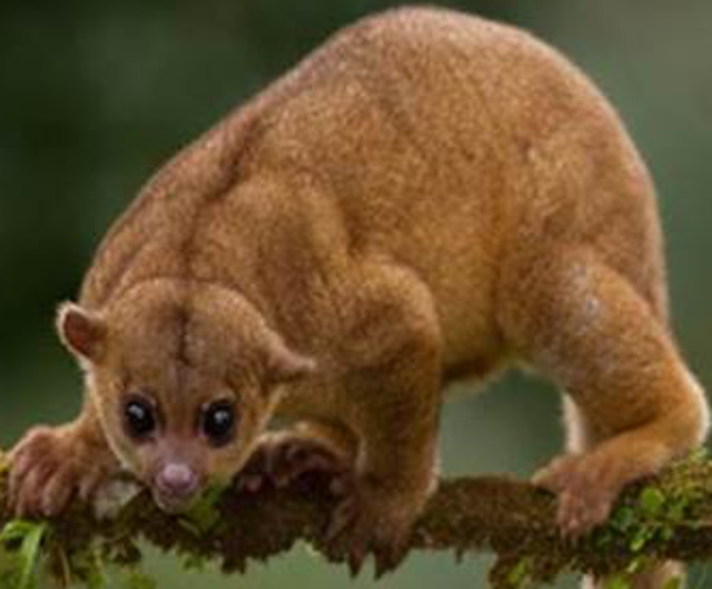 Kinkajou | Zoo tycoon movie Wikia | Fandom