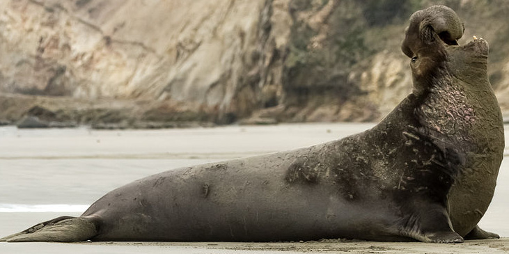 Northern Elephant Seal | Zoo tycoon movie Wikia | Fandom