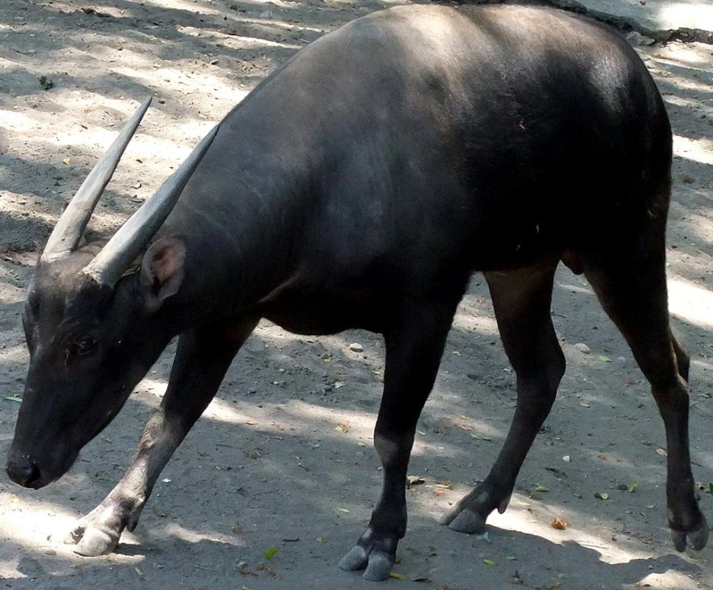 Lowland Anoa | Zoo tycoon movie Wikia | Fandom