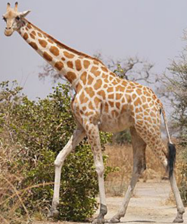 Nubian Giraffe | Zoo tycoon movie Wikia | Fandom