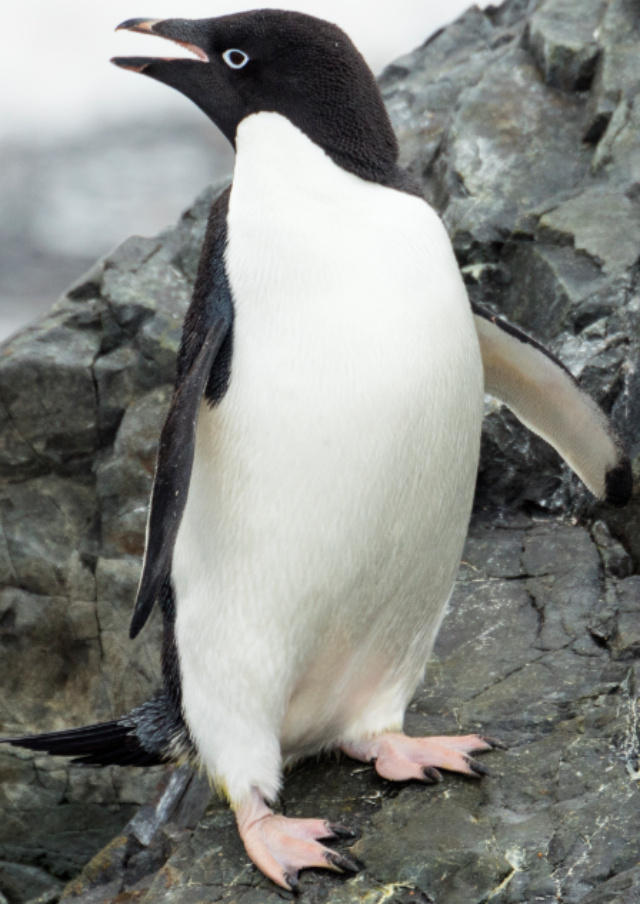 Adelie Penguin | Zoo tycoon movie Wikia | Fandom
