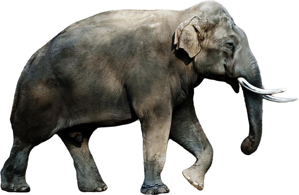 Asian Elephant | Zoo tycoon movie Wikia | Fandom