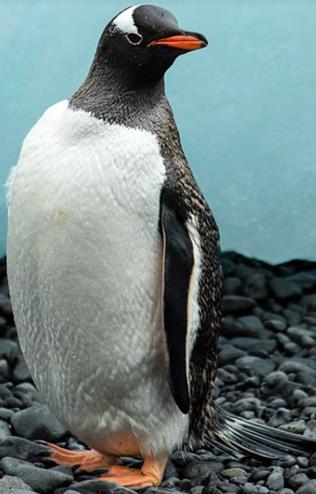 Gentoo Penguin | Zoo tycoon movie Wikia | Fandom