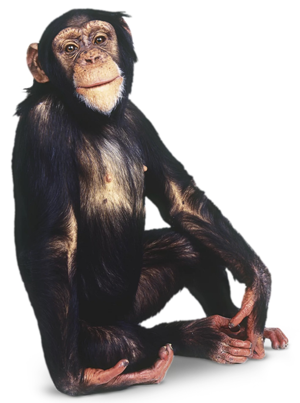 Common Chimpanzee | Zoo tycoon movie Wikia | Fandom