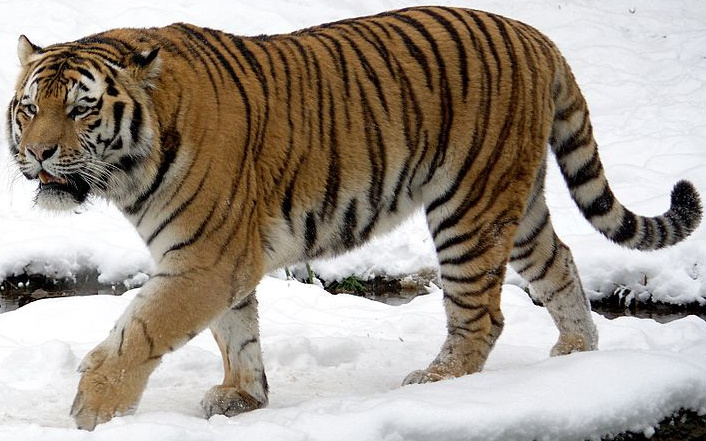 Siberian Tiger | Zoo tycoon movie Wikia | Fandom