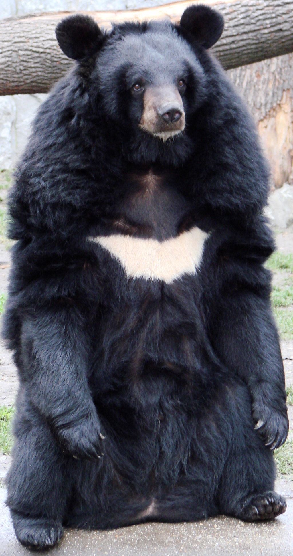 Asian Black Bear | Zoo tycoon movie Wikia | Fandom