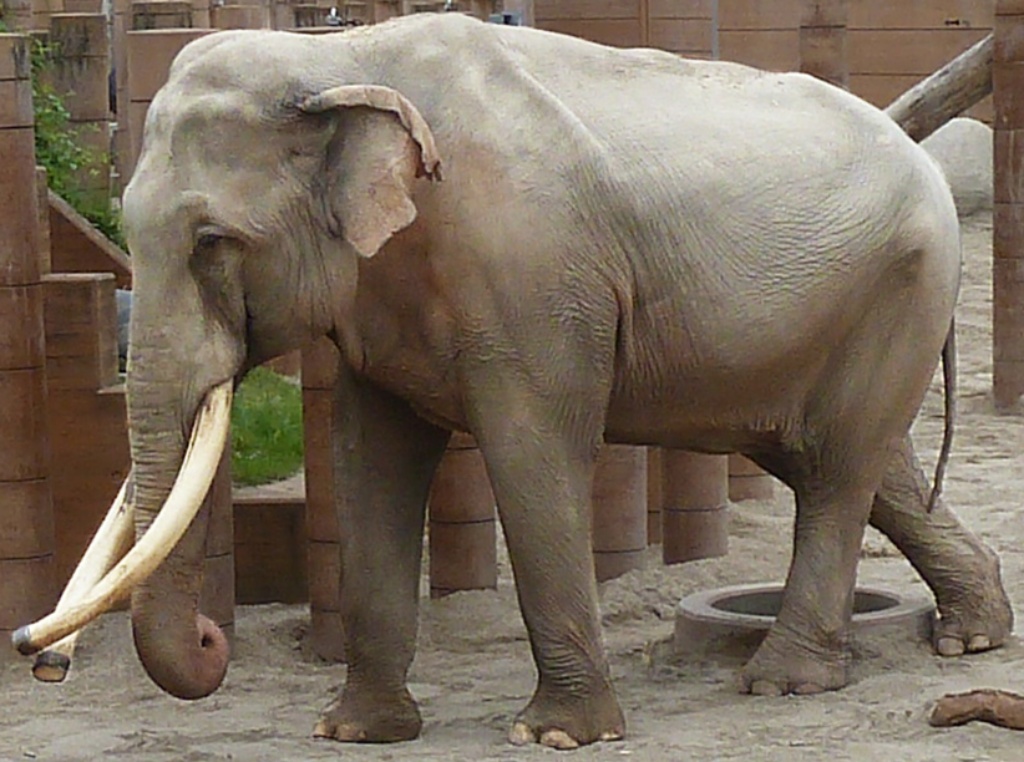 Indian Elephant | Zoo tycoon movie Wikia | Fandom