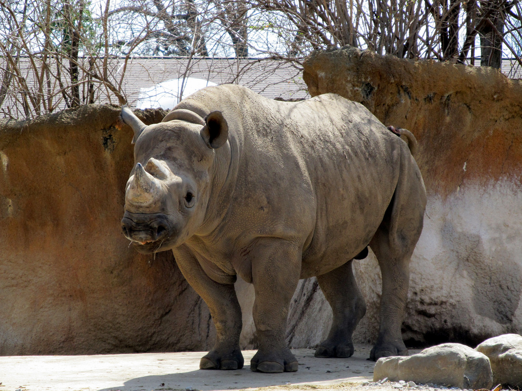 rhinoceros movie rhinoceros movie