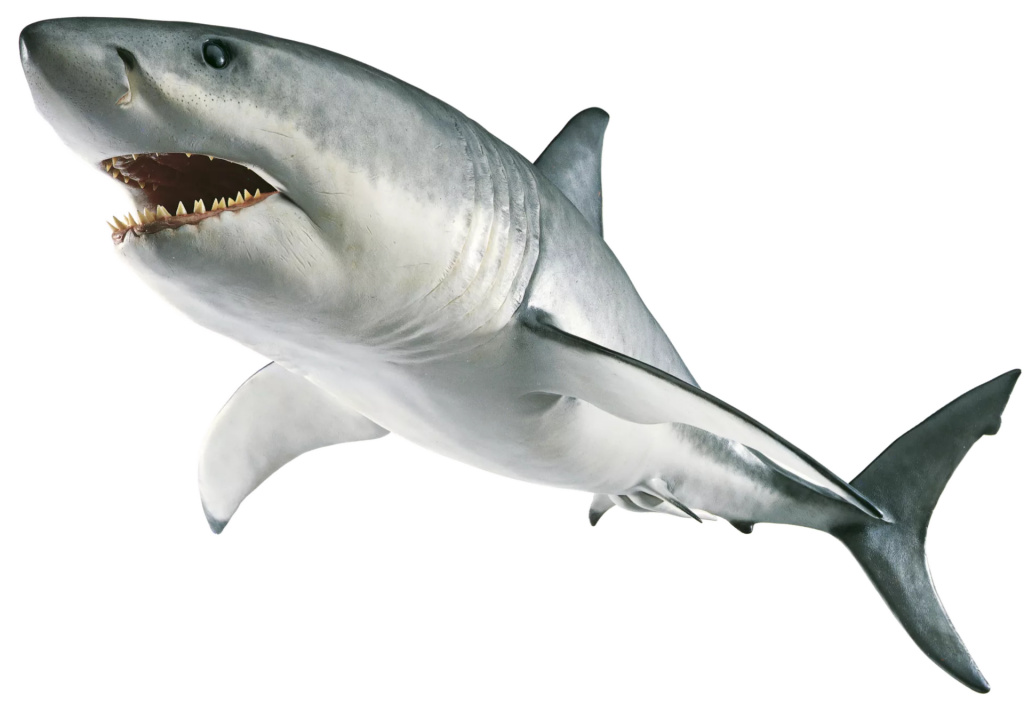 Great White Shark | Zoo tycoon movie Wikia | Fandom