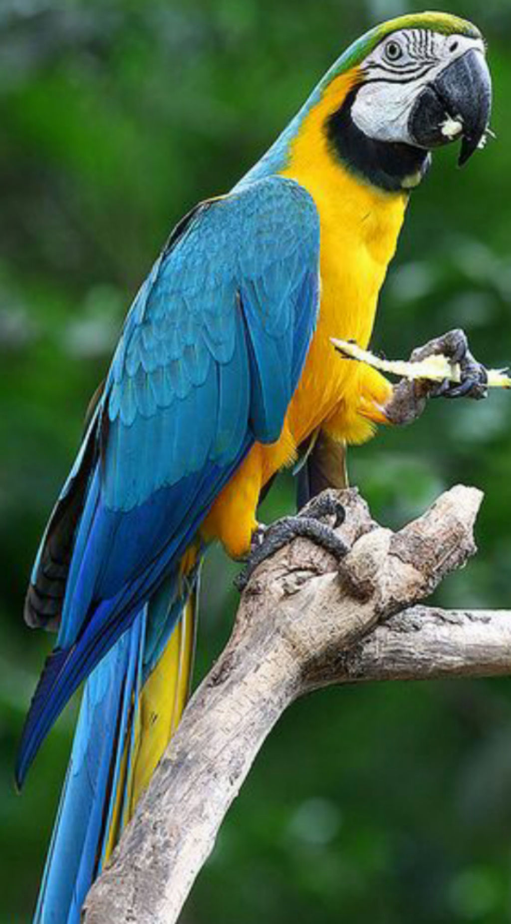 Blue and Yellow Macaw | Zoo tycoon movie Wikia | Fandom