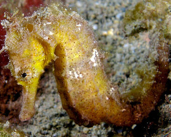 Common Seahorse Zoo Tycoon Movie Wikia Fandom