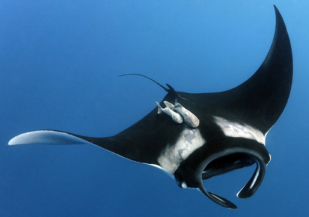 oceanic manta ray