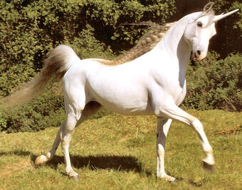 Unicorn Zoo Tycoon Movie Wikia Fandom