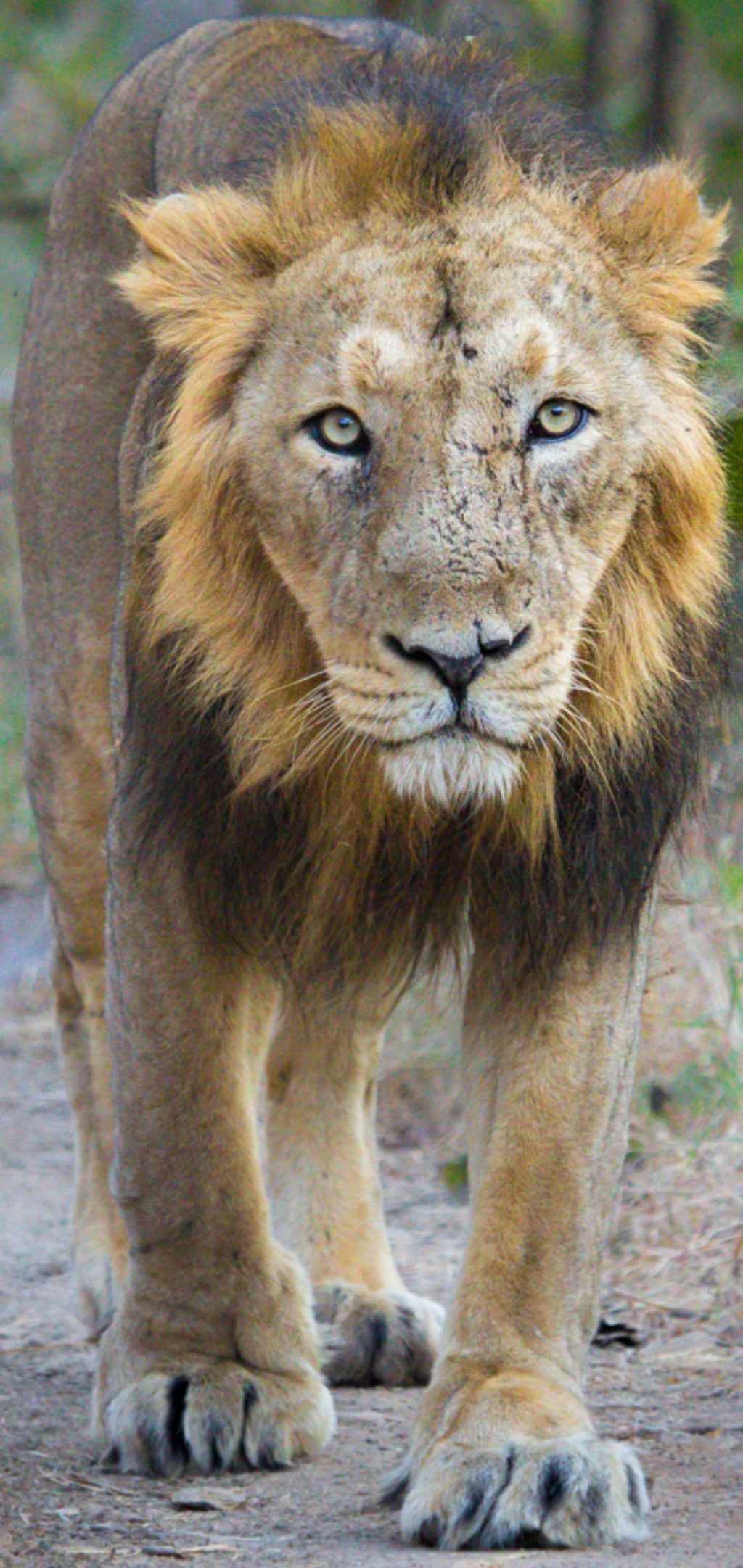 Asian Lion | Zoo tycoon movie Wikia | Fandom