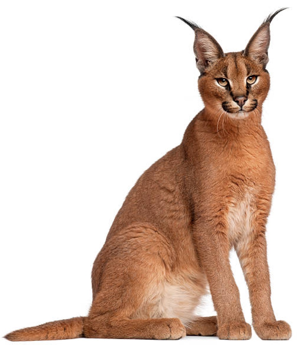 caracal