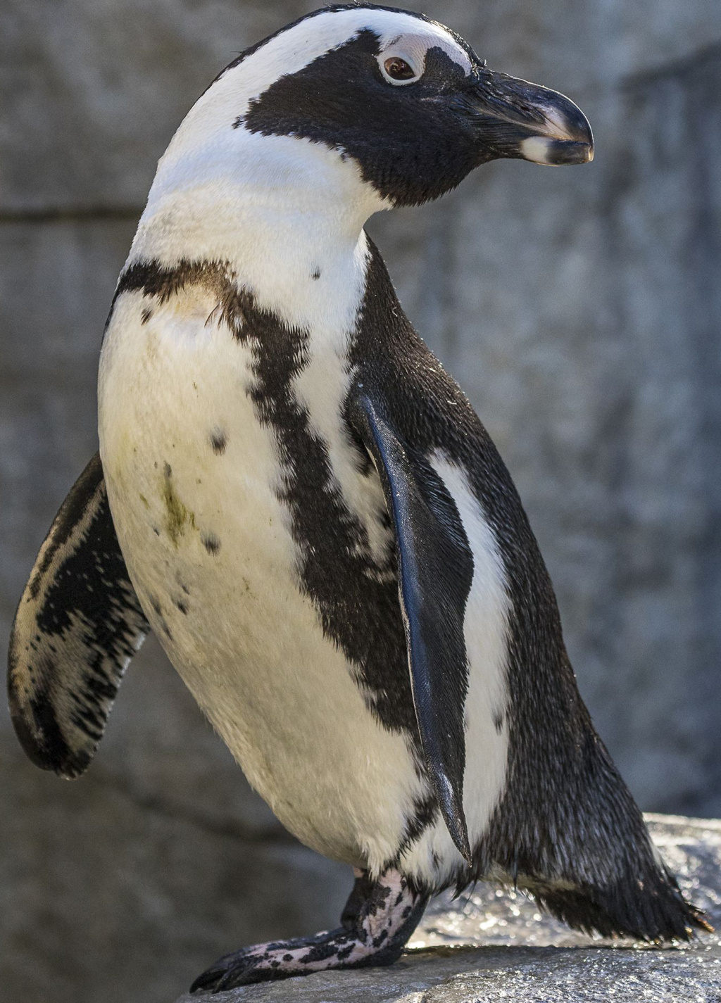 killer penguin zoo tycoon 2