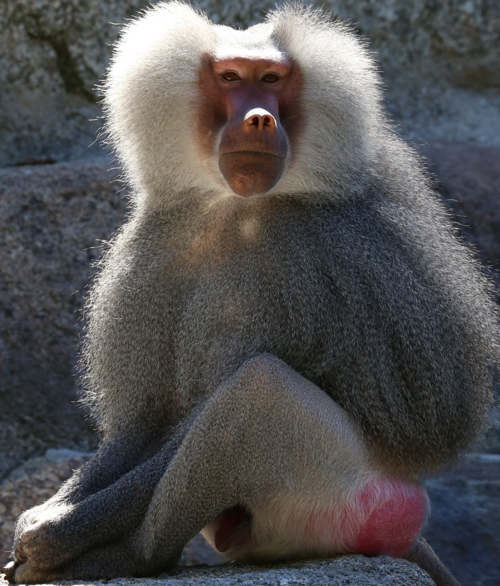 Hamadryas Baboon | Zoo tycoon movie Wikia | Fandom