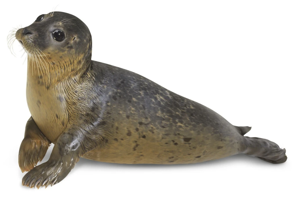 Harbor Seal Zoo tycoon movie Wikia Fandom