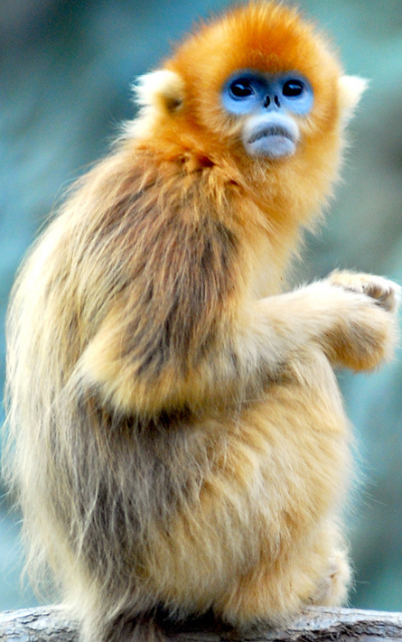 golden snub nosed monkey stuffed animal