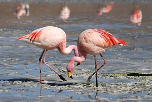 Flamingo Zoocraft Wiki Fandom