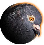 Chuchaav