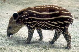 South American Tapir Cub
