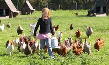 Aviv and Chickens