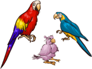Parrot