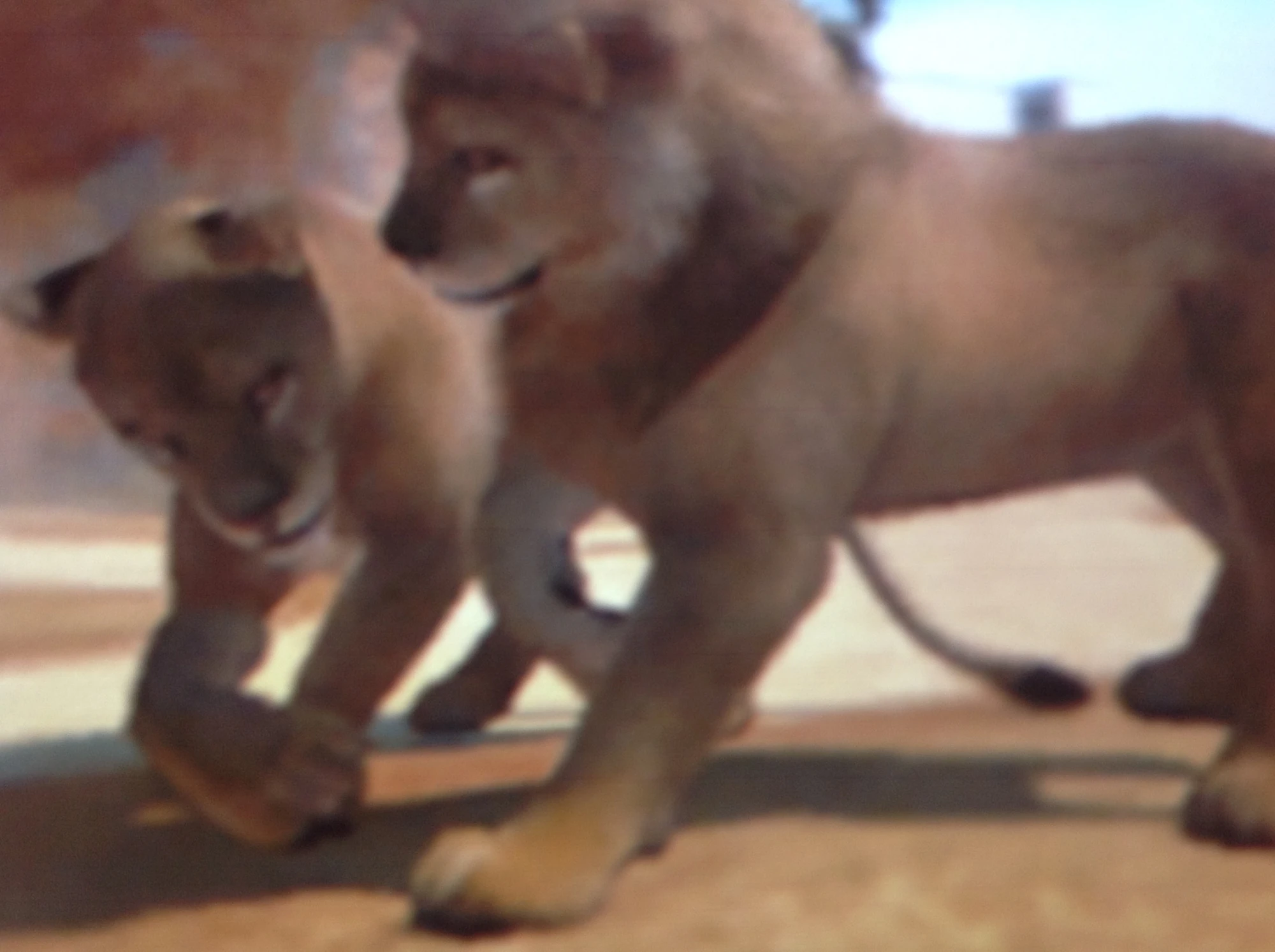 Congo Lion Zoo Tycoon Wiki Fandom