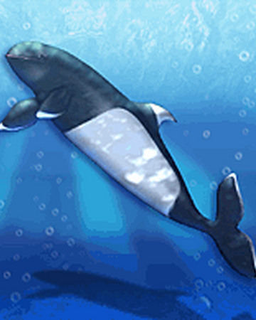 Harbor Porpoise Zoo Tycoon Wiki Fandom