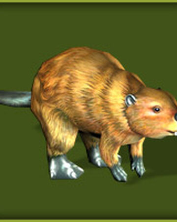 American Beaver Zoo Tycoon Wiki Fandom