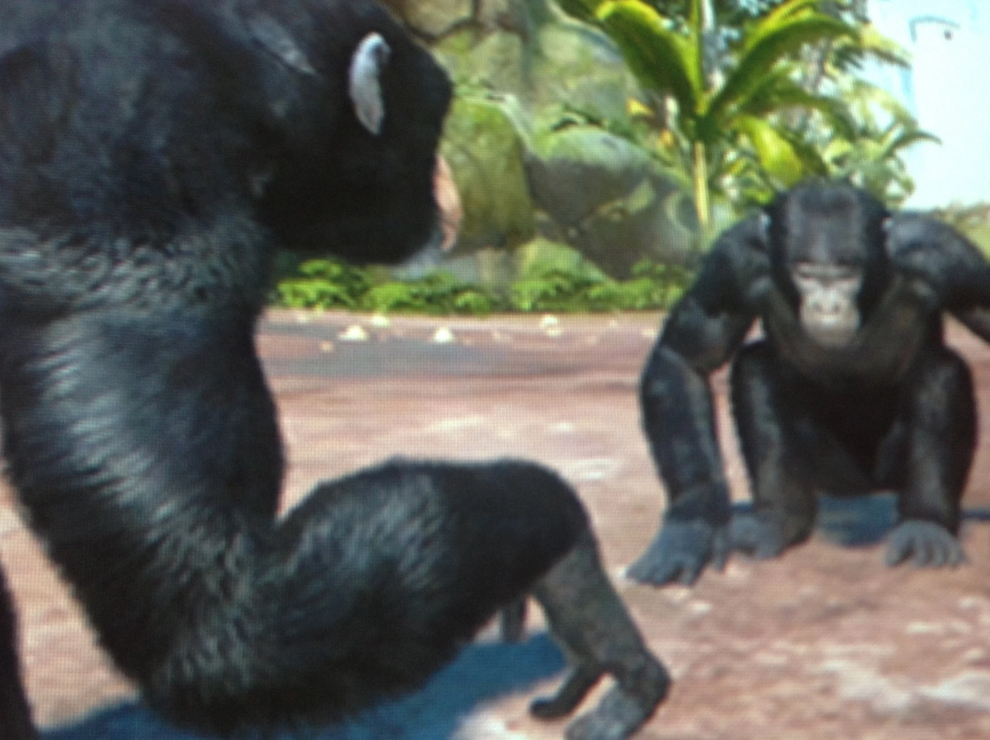 Eastern Chimpanzee Zoo Tycoon Wiki Fandom